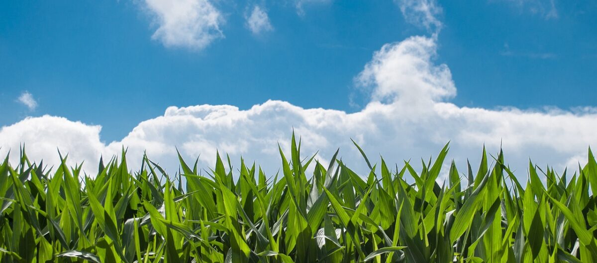 Zrównoważone rolnictwo – rola agrotechniki w ekologicznej produkcji