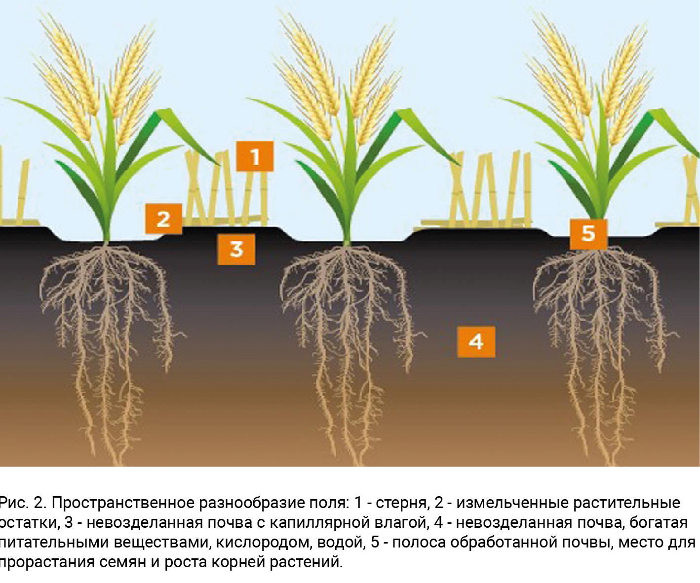 Рис. 2. Пространственное разнообразие поля: 1 - стерня, 2 - измельченные растительные остатки, 3 - невозделанная почва с капиллярной влагой, 4 - невозделанная почва, богатая питательными веществами, кислородом, водой, 5 - полоса обработанной почвы, место для прорастания семян и роста корней растений.